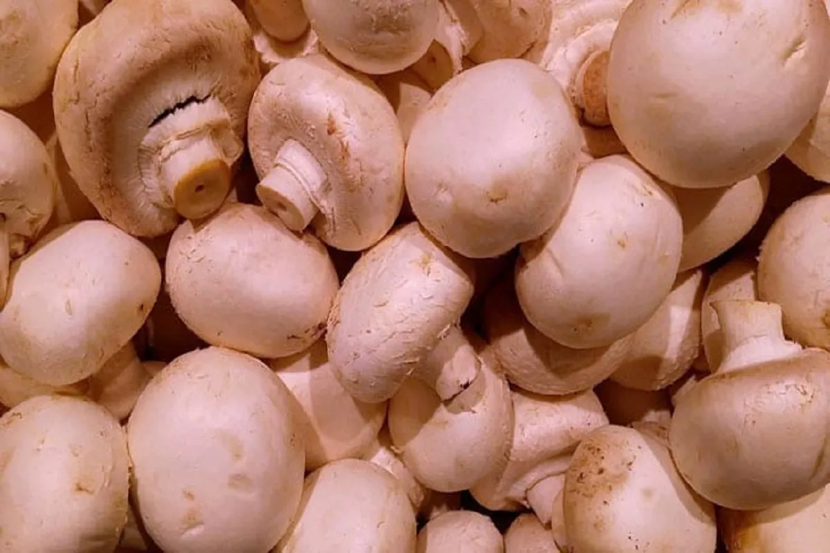 Prataioli
