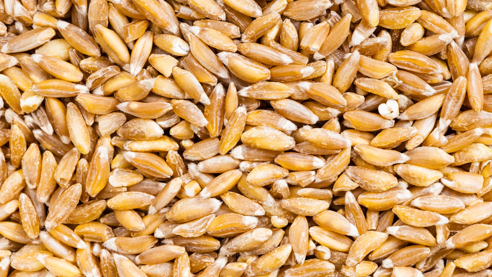 Farro